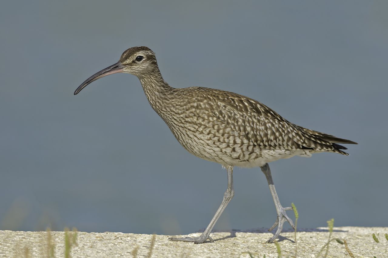 Chiurlo piccolo (Numenius phaeopus)